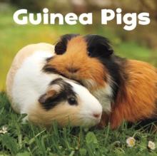 Guinea Pigs