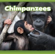 Chimpanzees