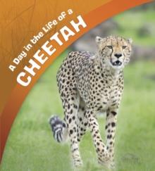 A Day in the Life of a Cheetah