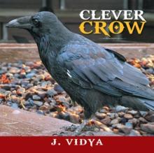 Clever Crow