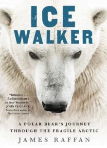 Ice Walker : A Polar Bear's Journey through the Fragile Arctic