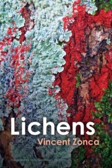 Lichens : Toward a Minimal Resistance