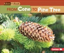 From Cone to Pine Tree