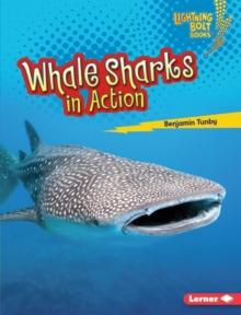 Whale Sharks in Action