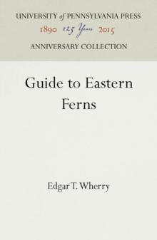 Guide to Eastern Ferns