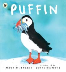 Puffin