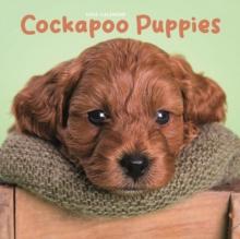 Cockapoo Puppies Square Mini Calendar 2025