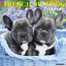 Just French Bulldog Puppies 2025 12 X 12 Wall Calendar