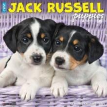 Just Jack Russell Puppies 2025 12 X 12 Wall Calendar