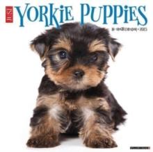 Just Yorkie Puppies 2025 12 X 12 Wall Calendar