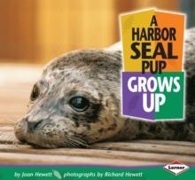 A Harbor Seal Pup Grows Up