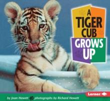 A Tiger Cub Grows Up