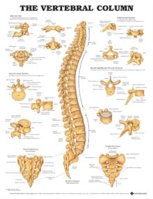 The Vertebral Column Anatomical Chart