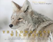 Yellowstone Wildlife : Ecology and Natural History of the Greater Yellowstone Ecosystem