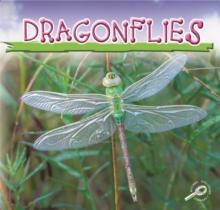 Dragonflies