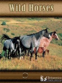 Wild Horses