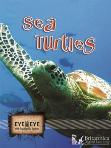 Sea Turtles