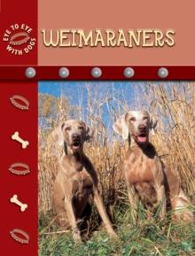 Weimaraners