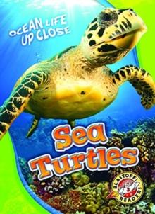 Sea Turtles