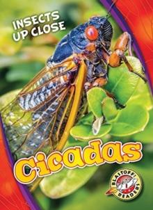 Cicadas