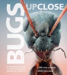 Bugs Up Close : A Magnified Look at the Incredible World of Insects