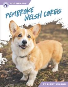 Pembroke Welsh Corgis