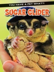 Sugar Glider