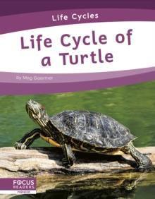 Life Cycle of a Turtle