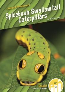 Animal Pranksters: Spicebush Swallowtail Caterpillars