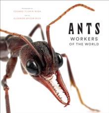 Ants : Workers of the World