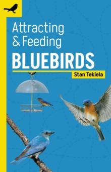 Attracting & Feeding Bluebirds