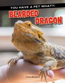 Bearded Dragon