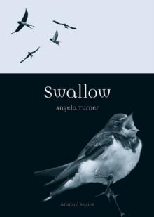 Swallow