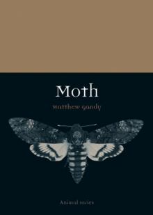 Moth