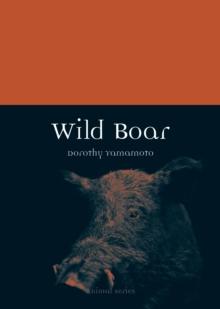 Wild Boar