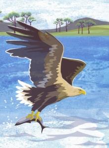 Nature Notebook: Sea Eagle