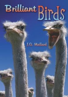 Brilliant Birds