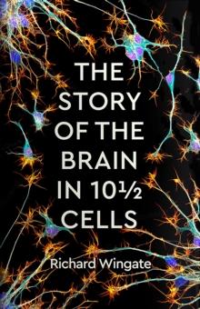 The Story of the Brain in 10 Cells