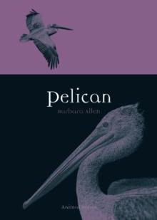 Pelican