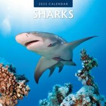 Sharks 2025 Square Wall Calendar