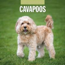 Cavapoos 2025 Square Wall Calendar