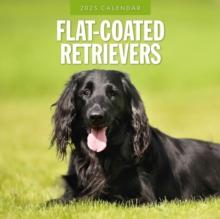 Flat Coated Retrievers 2025 Square Wall Calendar