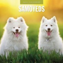 Samoyeds 2025 Square Wall Calendar