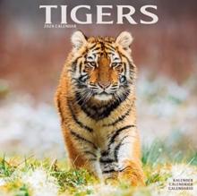 Tigers Calendar 2024  Square Wildlife Safari Big Cats Wall Calendar - 16 Month