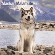 Alaskan Malamute Square Wall Calendar 2025