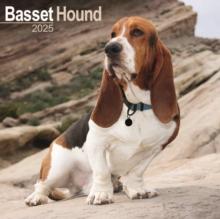 Basset Hound Square Wall Calendar 2025