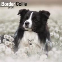 Border Collie Calendar 2025 Square Dog Breed Wall Calendar - 16 Month