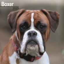 Boxer Square Wall Calendar 2025