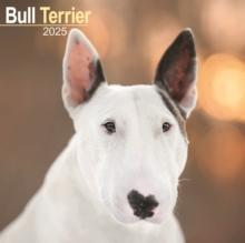 Bull Terrier Calendar 2025 Square Dog Breed Wall Calendar - 16 Month