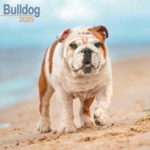 Bulldog Square Wall Calendar 2025